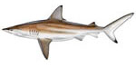 Blacktip Shark