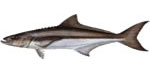 Cobia