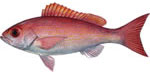 Vermillion Snapper