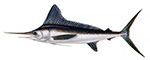 WMFish WM