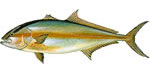 amberjack Amberjack