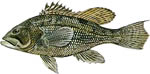 Black Sea Bass