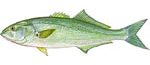 bluefish Bluefish