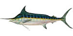 bluemarlin Blue Marlin