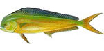 dolphin Dolphin
