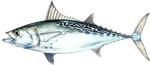 False Albacore