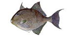 Gray Triggerfish