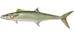 King Mackerel