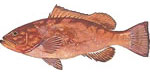 Red Grouper