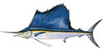 sailfish Sailfish