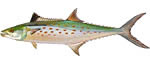 Spanish Mackerel