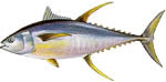 Yellowfin Tuna